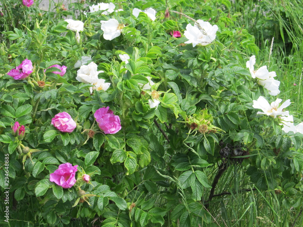 Naklejka premium Natur