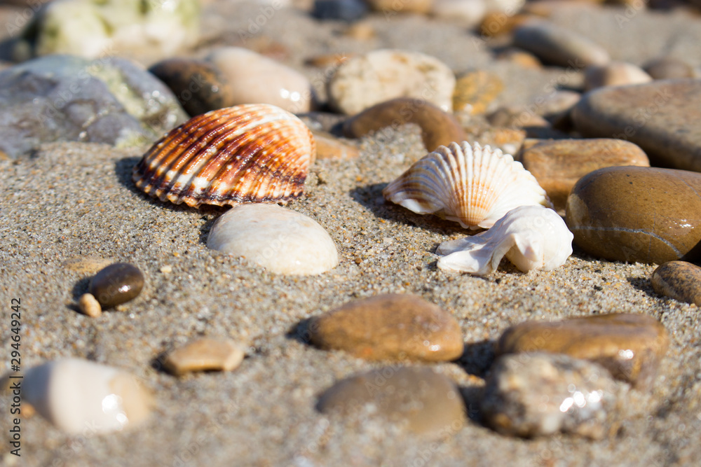 the remains of the shells on the shoreline in a late summer morning the remains of the shells on the shoreline in a late summer morning
