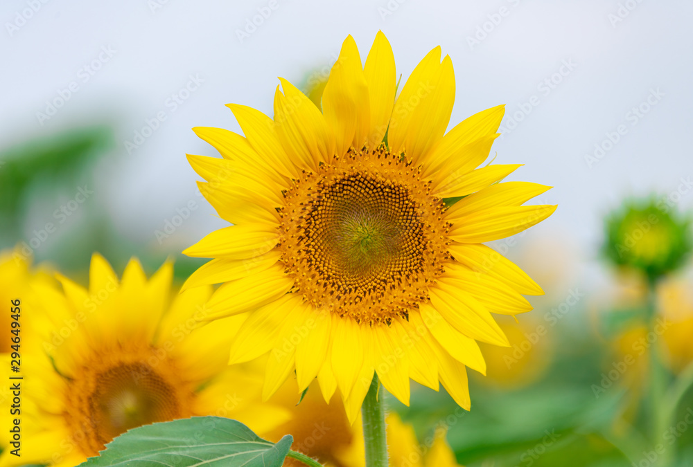 A close-up of beautiful sunflower flowers A close-up of beautiful sunflower flowers