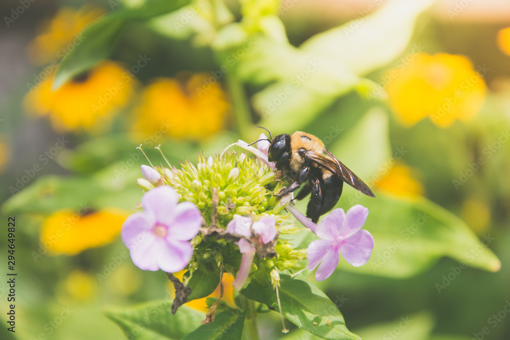 Carpenter bee foraging on flower for pollen and nectar. Carpenter bee foraging on flower for pollen and nectar.