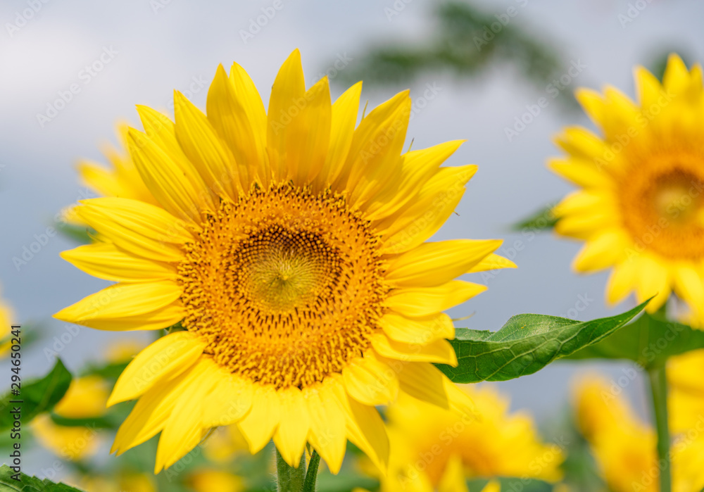 A close-up of beautiful sunflower flowers