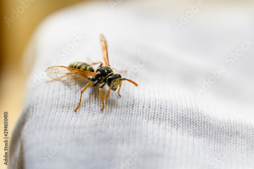 Wallpaper Mural Wasp on child clothes. Danger of bites. Allergies and rashes. Child Anaphylaxis Risk Torontodigital.ca