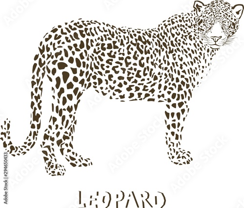 Leopard illustration