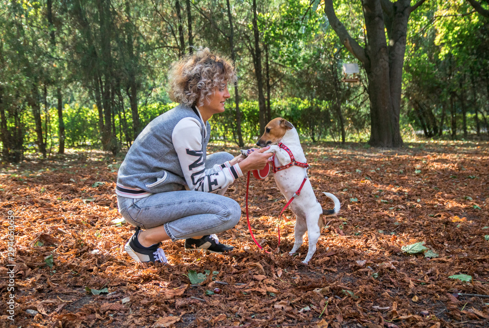 Fototapeta premium blonde curly female plays with jack russell dog in the autumn park on the orange leafes