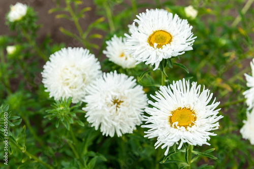 White astras flowers growing in garden.