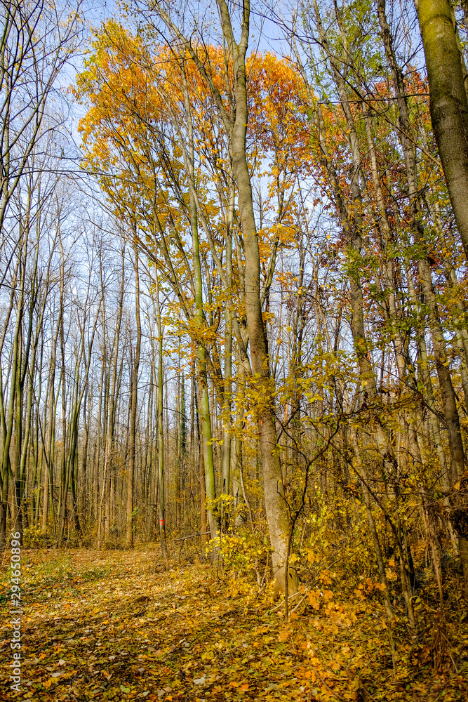 Fototapeta premium Wonderful autumn. Beautiful photos taken in the fall.