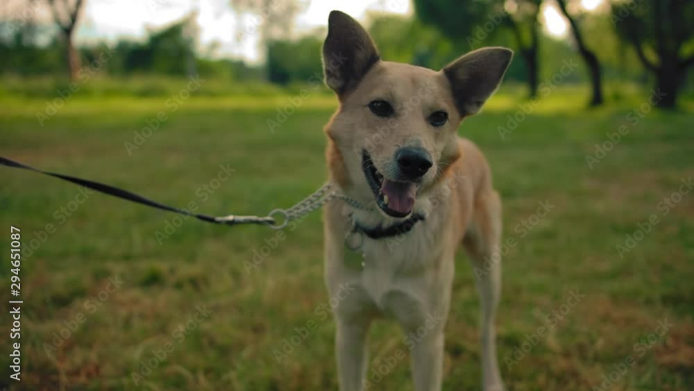 Portrait of a mongrel dog. Only a dog on a leash in the park In the frame. The doggy wags its tail and smiles. Looking at the camera and at its owner. Slow motion. Portrait of a mongrel dog. Only a dog on a leash in the park In the frame. The doggy wags its tail and smiles. Looking at the camera and at its owner. Slow motion.