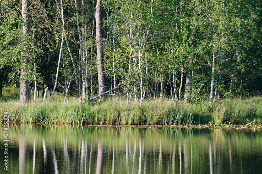 Birkenwald im Nationalpark Maasduinen, Niederlande Birkenwald im Nationalpark Maasduinen, Niederlande