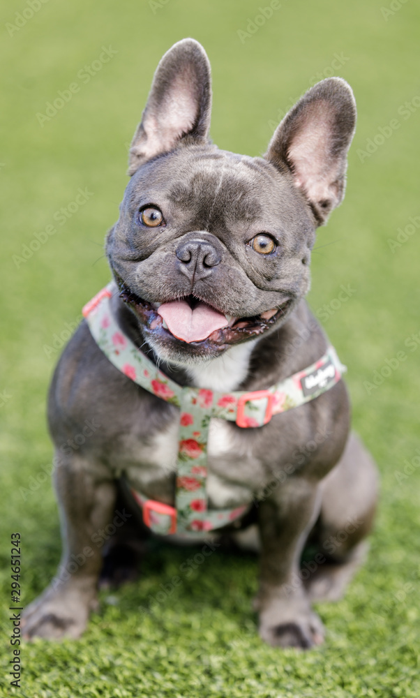 Blue French Bulldog Puppy Female Sitting and Posing. Off-leash dog park in Northern California.