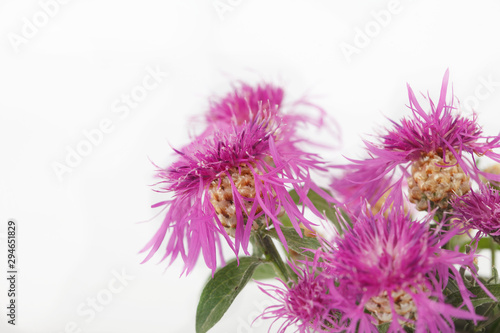 Bouquet of violet knapweed wild flowers. Centaurea nigra on white background.