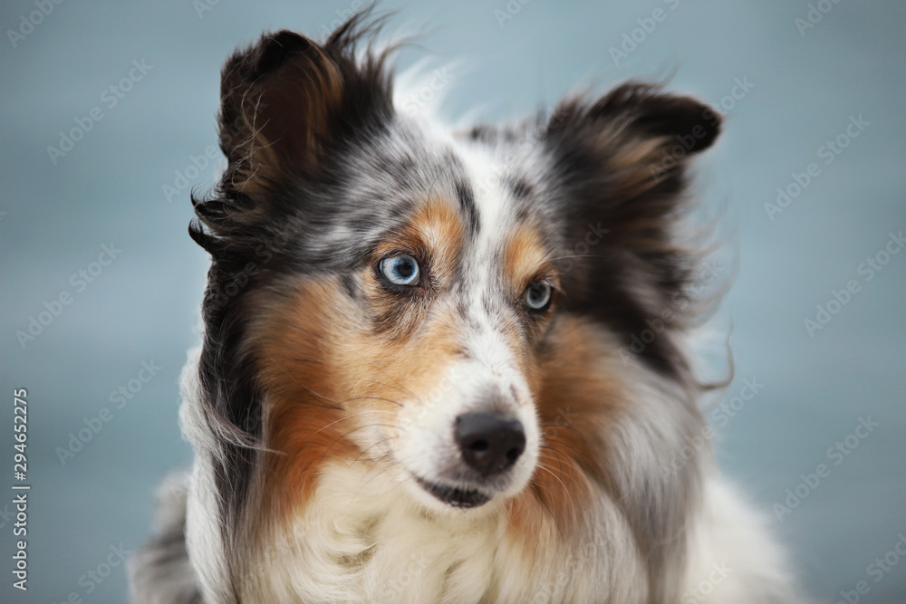 Sheltie