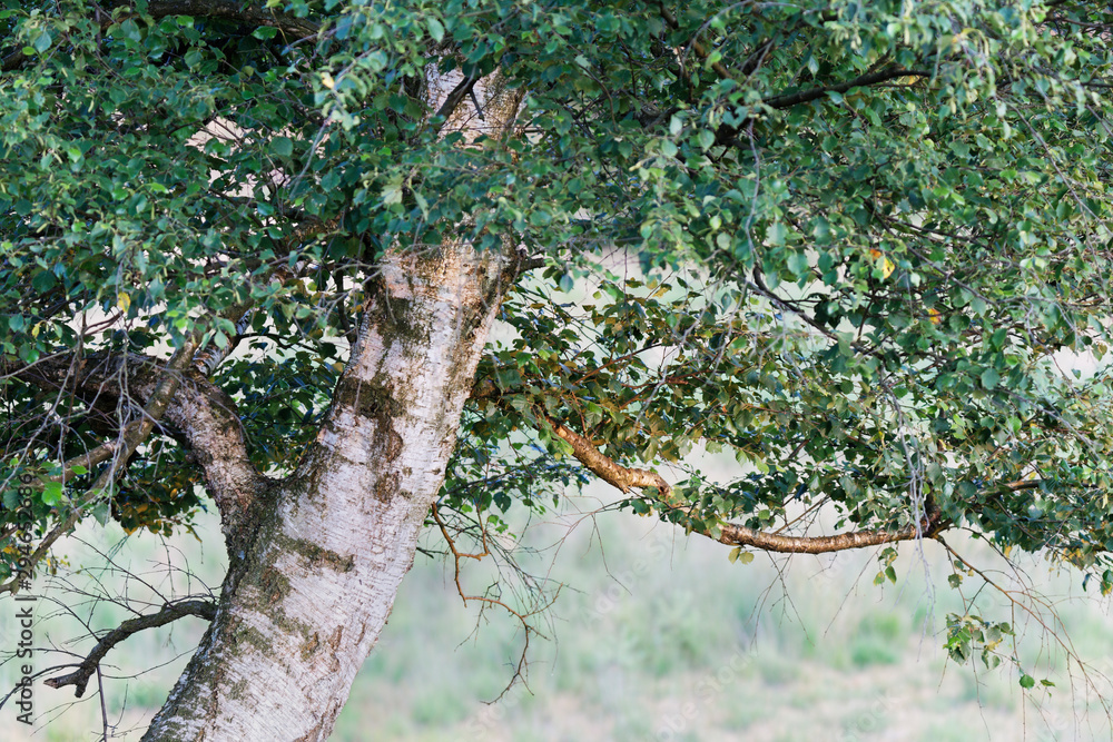 Fototapeta premium Birke im Nationalpark Maasduinen, Niederlande