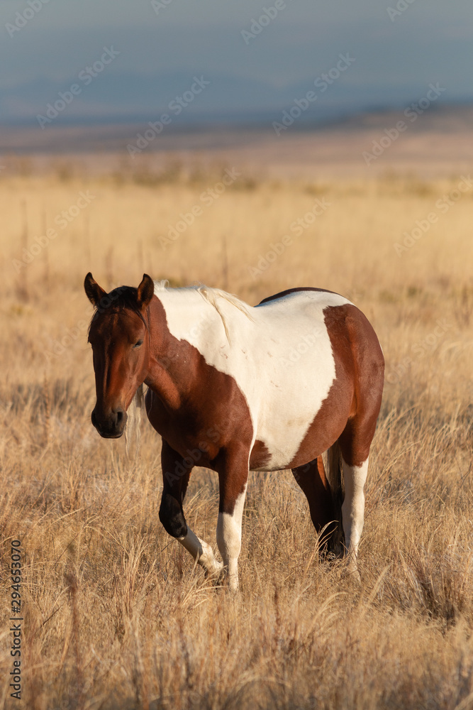 Wild Horse in the Utah Desert in Fall Wild Horse in the Utah Desert in Fall