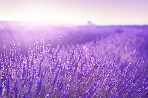 Blooming lavender fields at sunset in Provence, France. Beautiful summer nature background © smallredgirl