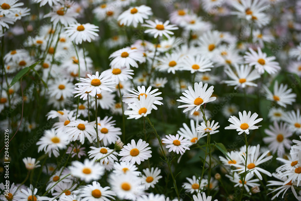 Chamomile flower field. Camomile in the nature. Field of camomiles at sunny day at nature. Camomile daisy flowers in spring day. Chamomile flowers field wide background in sun light Chamomile flower field. Camomile in the nature. Field of camomiles at sunny day at nature. Camomile daisy flowers in spring day. Chamomile flowers field wide background in sun light