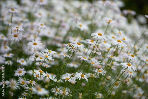 Chamomile flower field. Camomile in the nature. Field of camomiles at sunny day at nature. Camomile daisy flowers in spring day. Chamomile flowers field wide background in sun light
