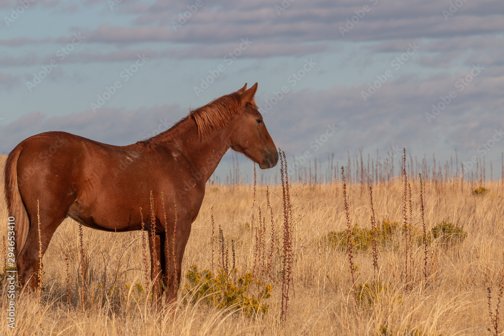 Wild Horse in the Utah Desert in Fall Wild Horse in the Utah Desert in Fall