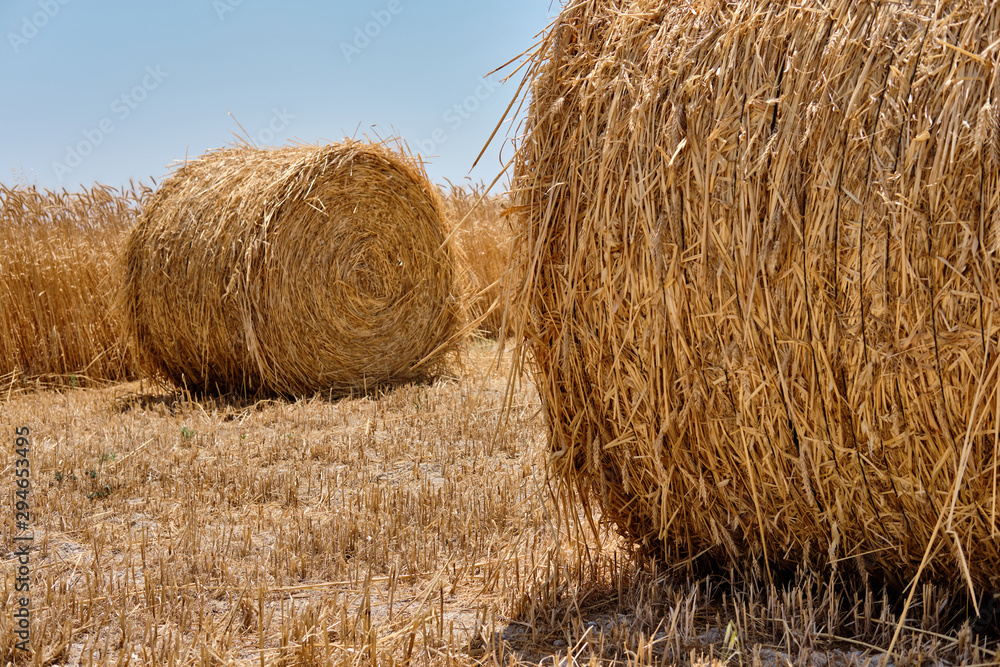 Half harvested ripe wheat field with haystacks in rural countryside. Landscape with golden spikelets. Summer harvest. Agricultural business concept. Half harvested ripe wheat field with haystacks in rural countryside. Landscape with golden spikelets. Summer harvest. Agricultural business concept.