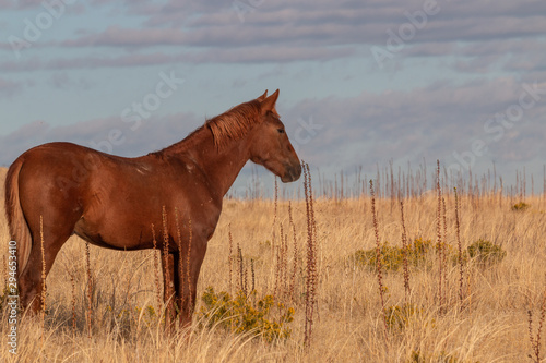 Wild Horse in the Utah Desert in Fall
