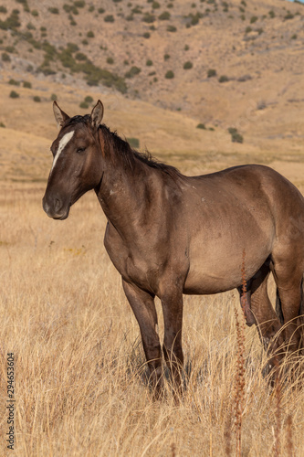Wild Horse in the Utah Desert in Fall © equigini