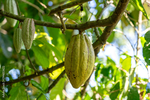 Yellow cocoa bean on the tree in Indonesia, close up