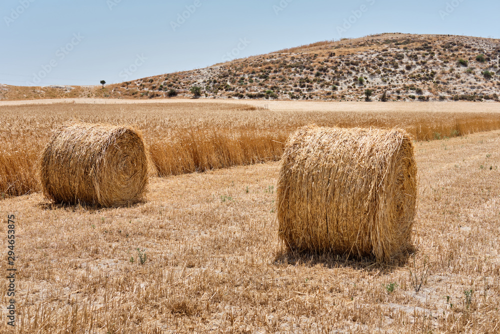 Half harvested ripe wheat field with haystacks in rural countryside. Landscape with golden spikelets. Summer harvest. Agricultural business concept.
