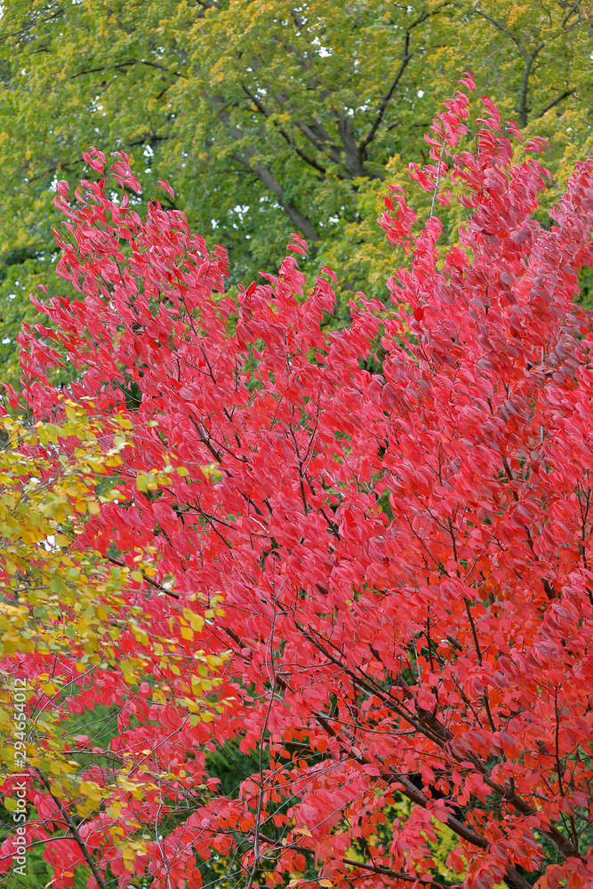 Autumn bright color of sakura leaves of the family Prunus Sargentii in the park Autumn bright color of sakura leaves of the family Prunus Sargentii in the park