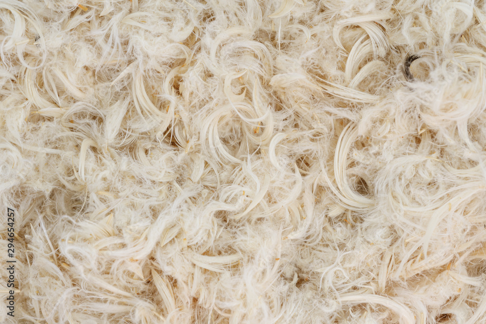 White goose feathers and fluff from pillows texture White goose feathers and fluff from pillows texture
