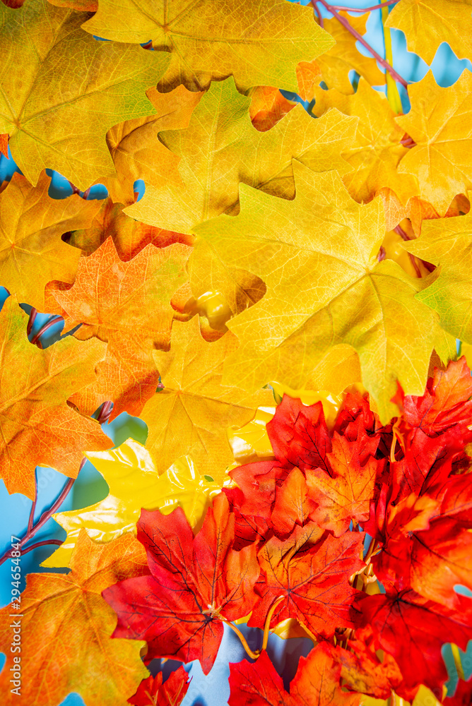 colored autumn leaves on a blue background