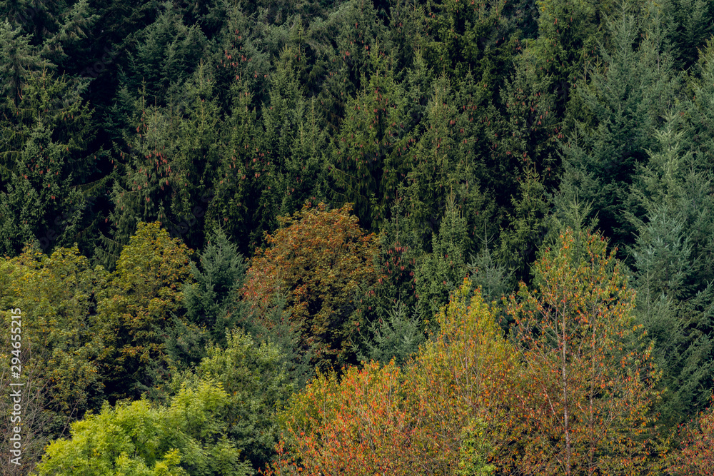 forest in autumn - natural background forest in autumn - natural background