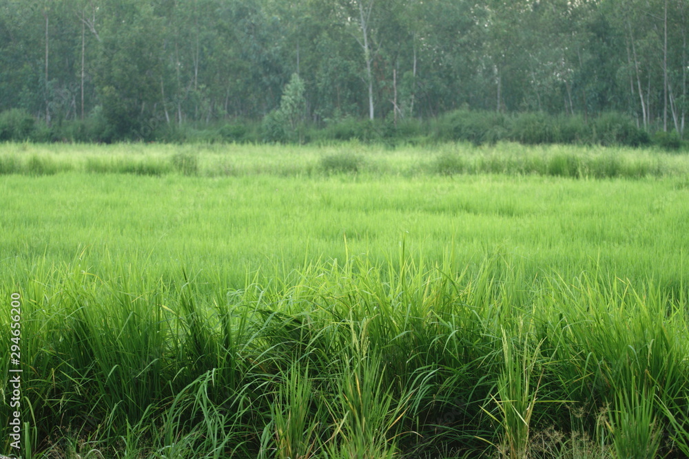 Green cornfield on green forest for background in Thailand look fresh Green cornfield on green forest for background in Thailand look fresh
