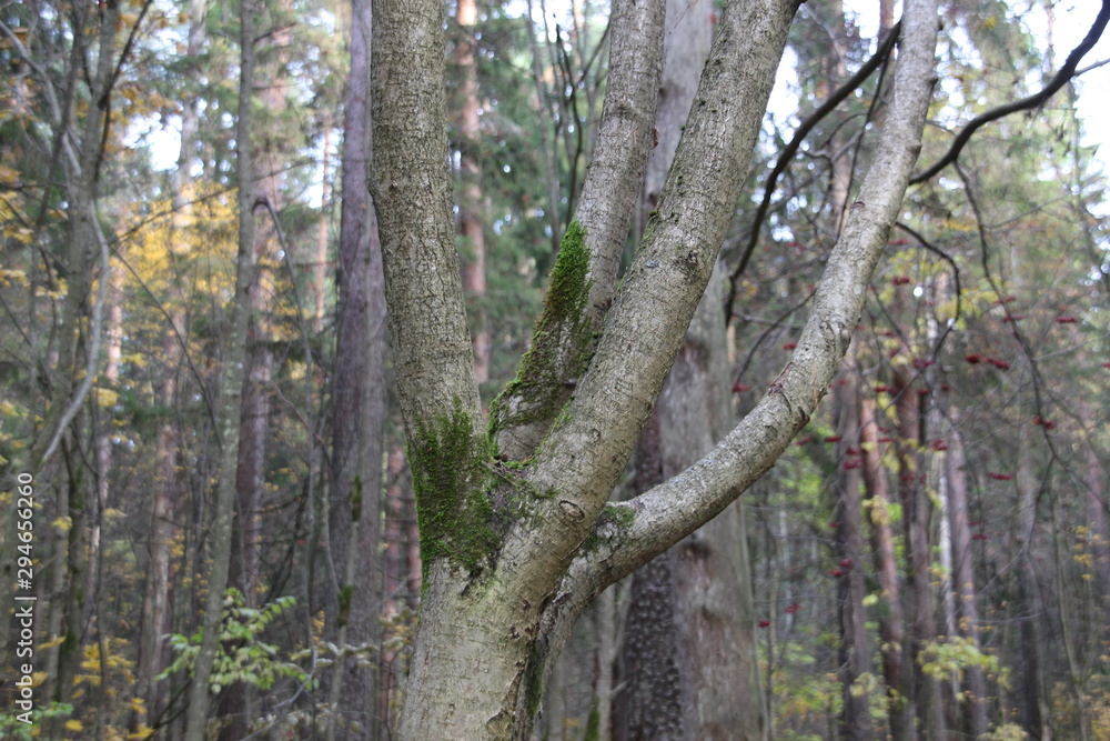 Rowan tree trunk with branches and green moss close up in the forest Rowan tree trunk with branches and green moss close up in the forest