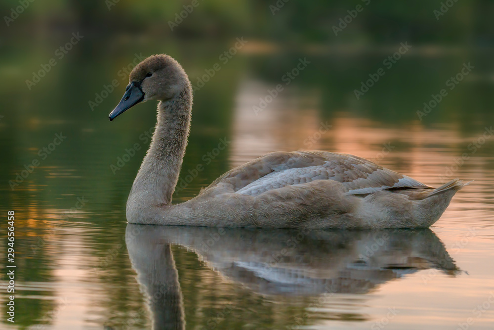 Fototapeta premium young swan at the gravel pit lake
