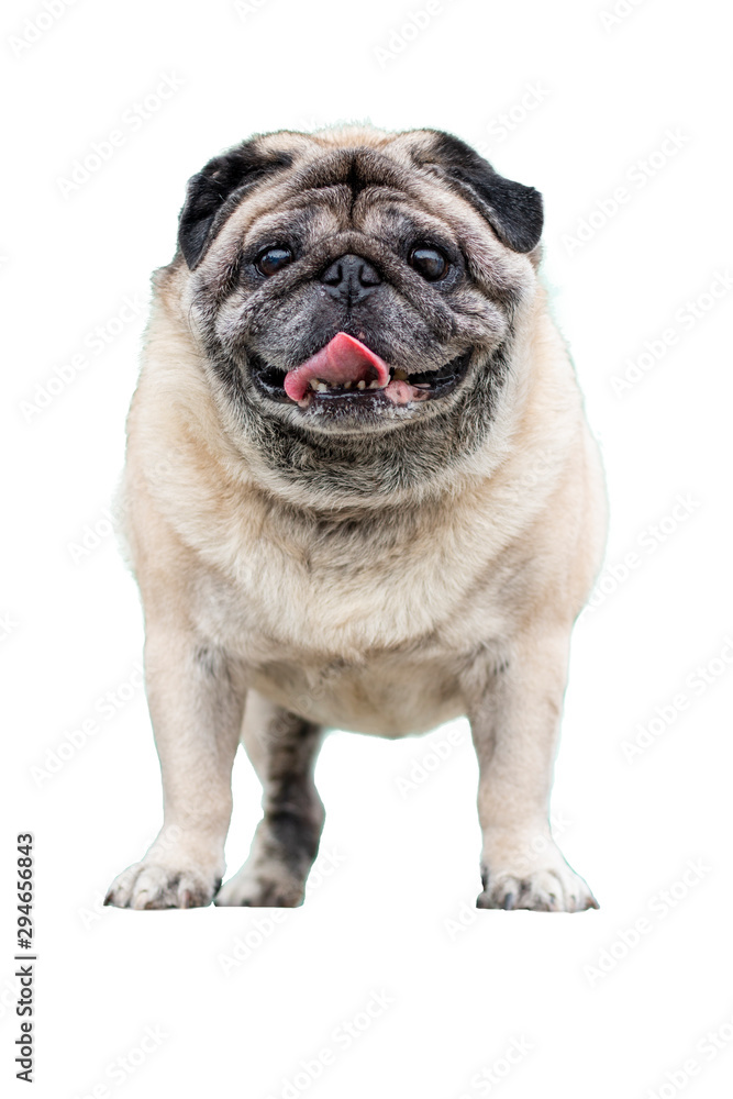 Obraz premium pug on white background