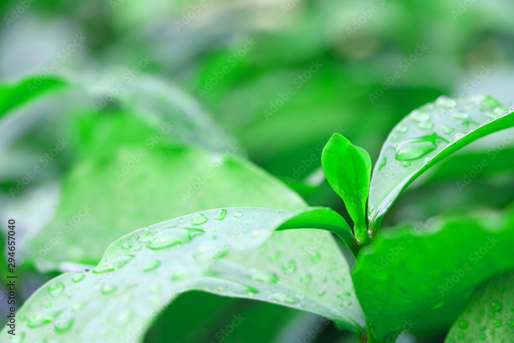 Closeup green leaves of tree have droplet of water on them look fresh have copy space for put text Closeup green leaves of tree have droplet of water on them look fresh have copy space for put text