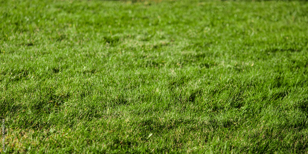 Green grass texture from a field