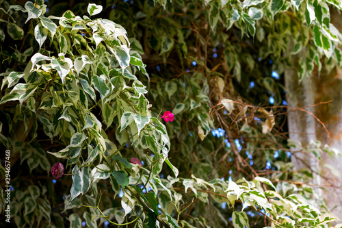 waringin (Ficus benjamina) blooms with small pink flowers in a greenhouse; place for text photo