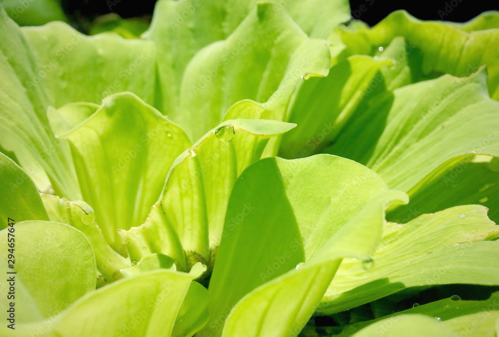 Closeup green plant have drop of water