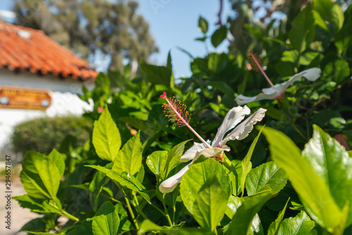 Native white hibiscus in bloom n the garden