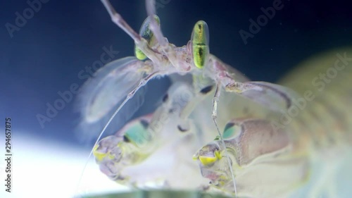 Mantis Shrimp or Squilla empusa green eyes close-up. Squilla empusa  is a species of mantis shrimp found in coastal areas of the western Atlantic Ocean. photo