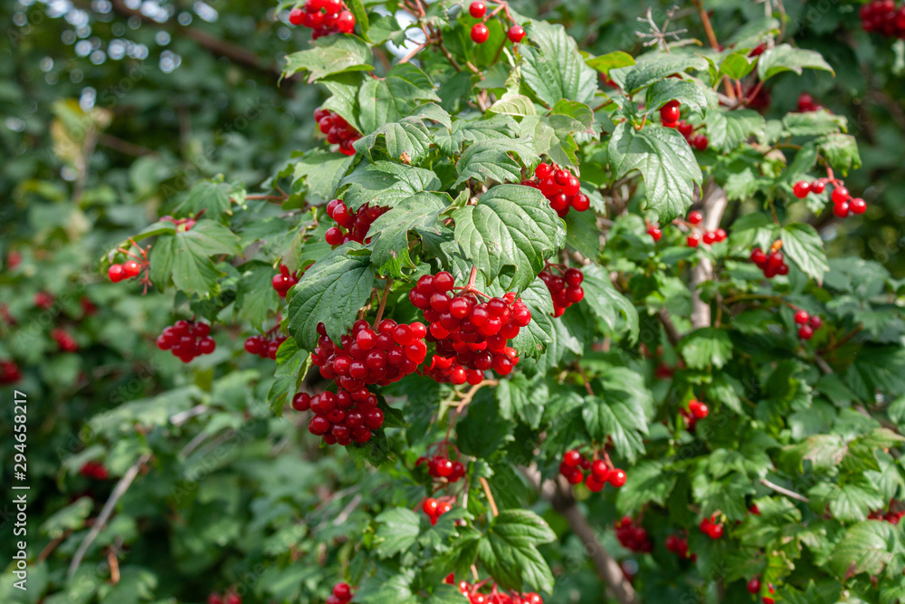 Bouquet of red viburnum berries on a branch with leaves close-up