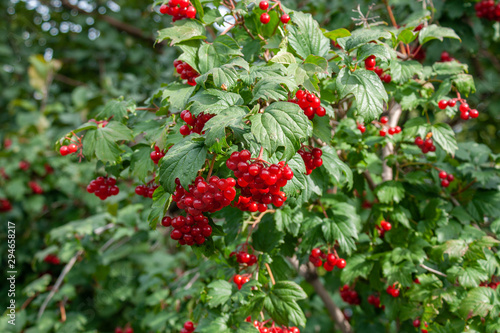 Bouquet of red viburnum berries on a branch with leaves close-up