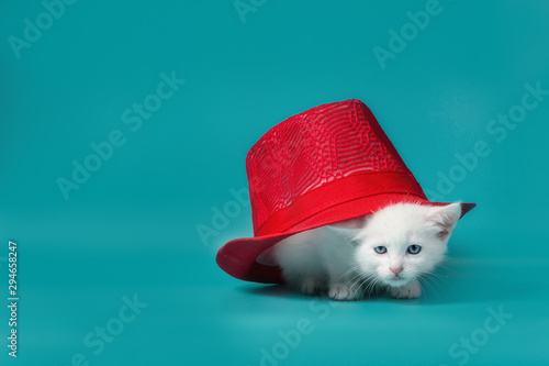 white fluffy kitten under a red summer hat on a turquoise background photo