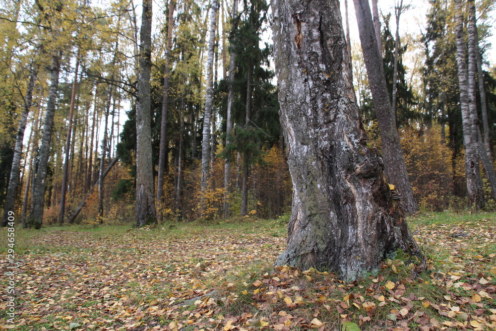 Old birch tree trunk with background of forest in autumn sunny day Old birch tree trunk with background of forest in autumn sunny day