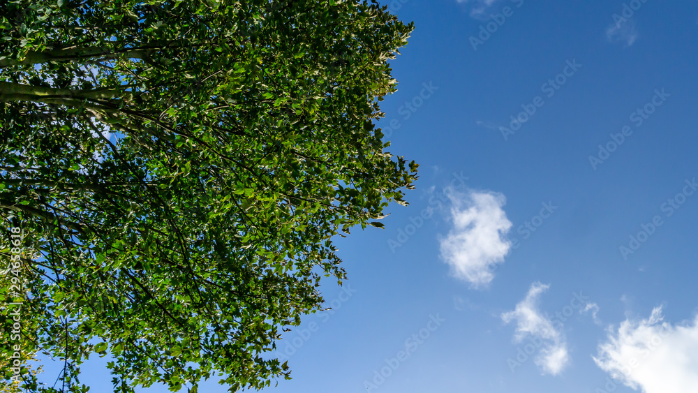 Fototapeta premium Tree top showing lush green leaves contrasting against a beautiful blue sky with white clouds.