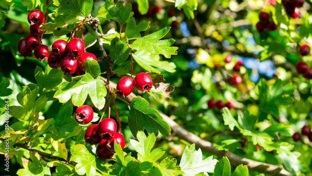 Fototapeta premium agriculture, background, berries, berry, branch, britain, bush, closeup, crataegus, crataegus laevigata, crataegus monogyna, english, english hawthorn, food, fresh, fruit, fruits, garden, green, harve