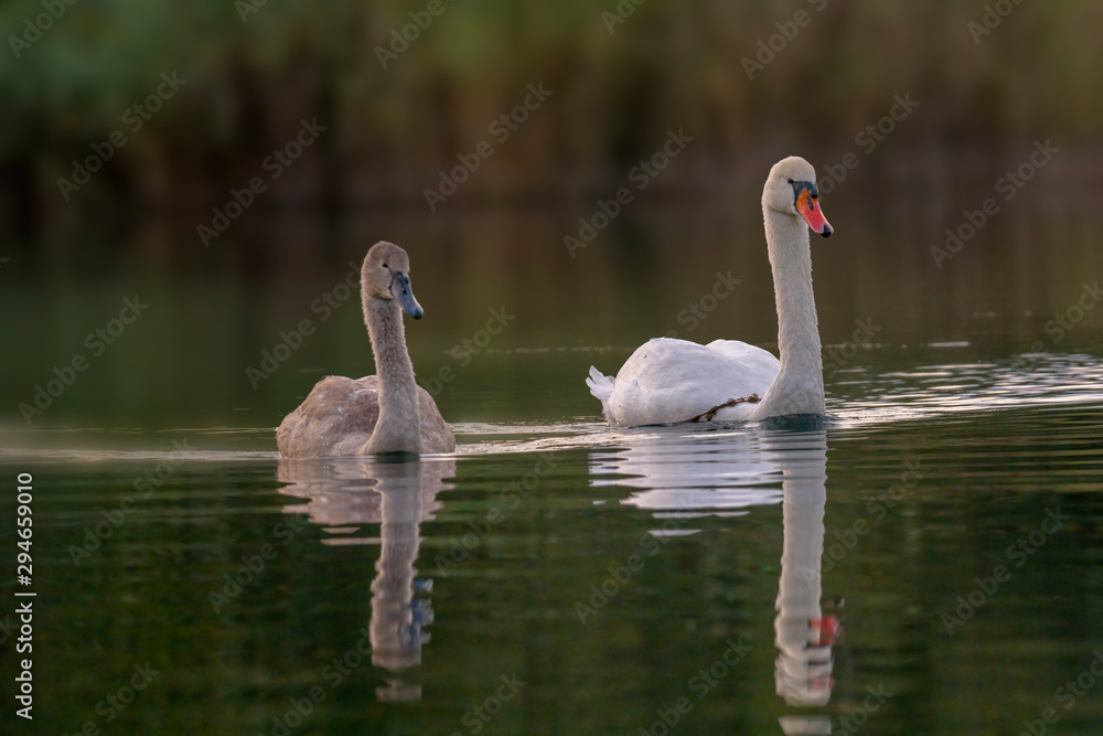 young swan at the gravel pit lake young swan at the gravel pit lake