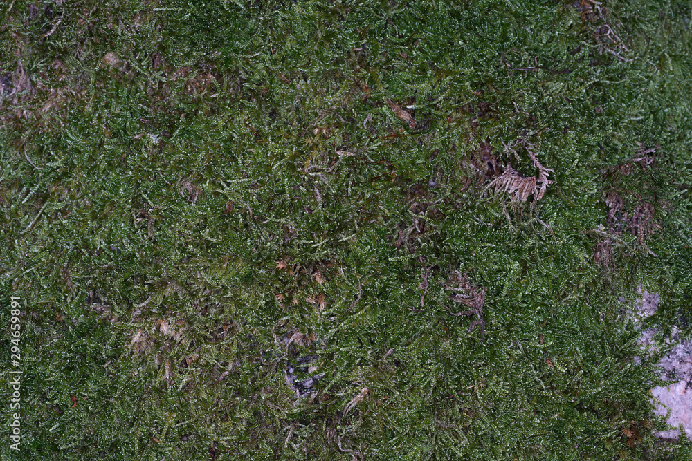 Mosses are green land plants, which usually do not form a supporting and conductive tissue. Mosses are green land plants, which usually do not form a supporting and conductive tissue.