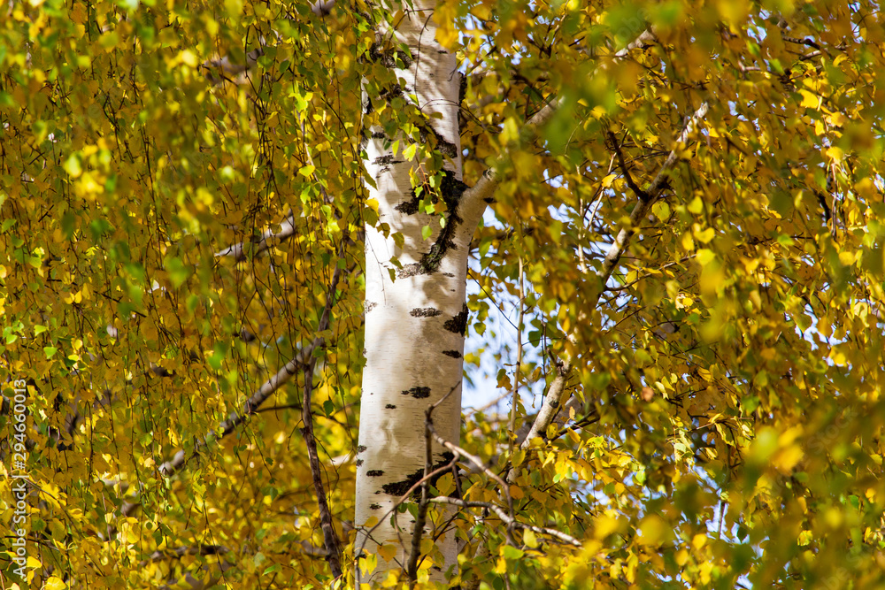 Birch in yellow colors in the fall Birch in yellow colors in the fall