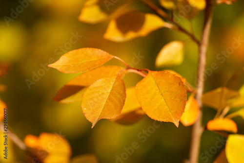 Yellow leaves on a tree in the fall